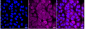 KD-Validated Anti-Drosha ribonuclease III Rabbit Monoclonal Antibody