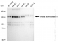 KD-Validated Anti-Drosha ribonuclease III Rabbit Monoclonal Antibody