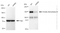 KD-Validated Anti-Drosha ribonuclease III Rabbit Monoclonal Antibody