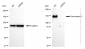KD-Validated Anti-Desmoglein 2 Rabbit Monoclonal Antibody