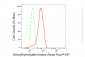 KD-Validated Anti-DTYMK Rabbit Monoclonal Antibody