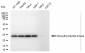 KD-Validated Anti-DTYMK Rabbit Monoclonal Antibody