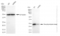 KD-Validated Anti-DTYMK Rabbit Monoclonal Antibody