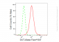 KD-Validated Anti-DUT Rabbit Monoclonal Antibody