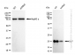 KD-Validated Anti-DUT Rabbit Monoclonal Antibody