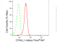 KD-Validated Anti-DYNLL1 Rabbit Monoclonal Antibody