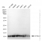 KD-Validated Anti-DYNLL1 Rabbit Monoclonal Antibody
