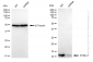 KD-Validated Anti-DYNLL1 Rabbit Monoclonal Antibody