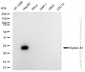 KD-Validated Anti-Ephrin A1 Rabbit Monoclonal Antibody