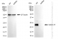 KD-Validated Anti-Ephrin A1 Rabbit Monoclonal Antibody
