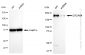 KD-Validated Anti-EIF2AK4 Rabbit Monoclonal Antibody