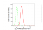 KD-Validated Anti-ELP4 Rabbit Monoclonal Antibody