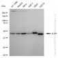 KD-Validated Anti-ELP4 Rabbit Monoclonal Antibody
