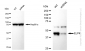 KD-Validated Anti-ELP4 Rabbit Monoclonal Antibody