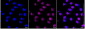 KD-Validated Anti-Emerin Rabbit Monoclonal Antibody