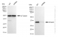 KD-Validated Anti-Emerin Rabbit Monoclonal Antibody
