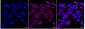 KD-Validated Anti-Aminopeptidase A / CD249 Rabbit Monoclonal Antibody