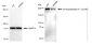 KD-Validated Anti-Aminopeptidase A / CD249 Rabbit Monoclonal Antibody