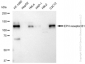 KD-Validated Anti-Eph receptor B1 Rabbit Monoclonal Antibody