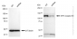 KD-Validated Anti-Eph receptor B1 Rabbit Monoclonal Antibody