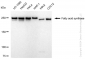 KD-Validated Anti-Fatty acid synthase Rabbit Monoclonal Antibody