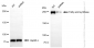 KD-Validated Anti-Fatty acid synthase Rabbit Monoclonal Antibody