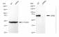KD-Validated Anti-GARS Rabbit Monoclonal Antibody
