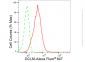 KD-Validated Anti-GCLM Rabbit Monoclonal Antibody