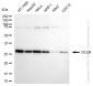 KD-Validated Anti-GCLM Rabbit Monoclonal Antibody