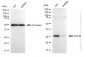 KD-Validated Anti-GCLM Rabbit Monoclonal Antibody