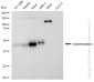 KD-Validated Anti-Galactosidase alpha Rabbit Monoclonal Antibody