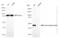 KD-Validated Anti-Galactosidase alpha Rabbit Monoclonal Antibody
