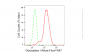 KD-Validated Anti-Glyoxalase I Rabbit Monoclonal Antibody