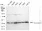 KD-Validated Anti-Glyoxalase I Rabbit Monoclonal Antibody
