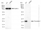 KD-Validated Anti-Glyoxalase I Rabbit Monoclonal Antibody