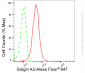 KD-Validated Anti-Golgin A2 Rabbit Monoclonal Antibody