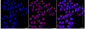 KD-Validated Anti-Golgin A2 Rabbit Monoclonal Antibody