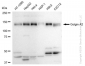 KD-Validated Anti-Golgin A2 Rabbit Monoclonal Antibody