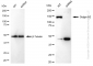 KD-Validated Anti-Golgin A2 Rabbit Monoclonal Antibody