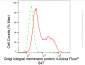 KD-Validated Anti-Golgi integral membrane protein 4 Rabbit Monoclonal Antibody