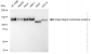 KD-Validated Anti-Golgi integral membrane protein 4 Rabbit Monoclonal Antibody