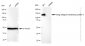 KD-Validated Anti-Golgi integral membrane protein 4 Rabbit Monoclonal Antibody
