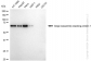 KD-Validated Anti-Golgi reassembly stacking protein 1 Rabbit Monoclonal Antibody