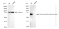 KD-Validated Anti-Golgi reassembly stacking protein 1 Rabbit Monoclonal Antibody