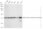 KD-Validated Anti-Glutamic-oxaloacetic transaminase 1 Rabbit Monoclonal Antibody