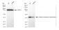 KD-Validated Anti-Glutamic-oxaloacetic transaminase 1 Rabbit Monoclonal Antibody