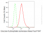 KD-Validated Anti-Glucose 6 phosphate isomerase Rabbit Monoclonal Antibody