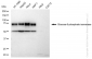 KD-Validated Anti-Glucose 6 phosphate isomerase Rabbit Monoclonal Antibody
