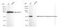 KD-Validated Anti-Glucose 6 phosphate isomerase Rabbit Monoclonal Antibody