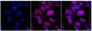 KD-Validated Anti-GPX1 Rabbit Monoclonal Antibody